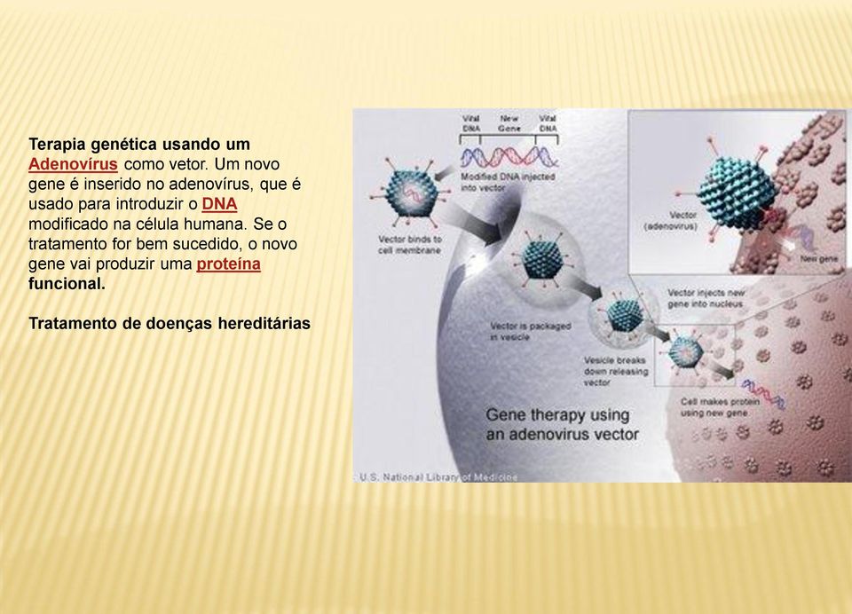 o DNA modificado na célula humana.