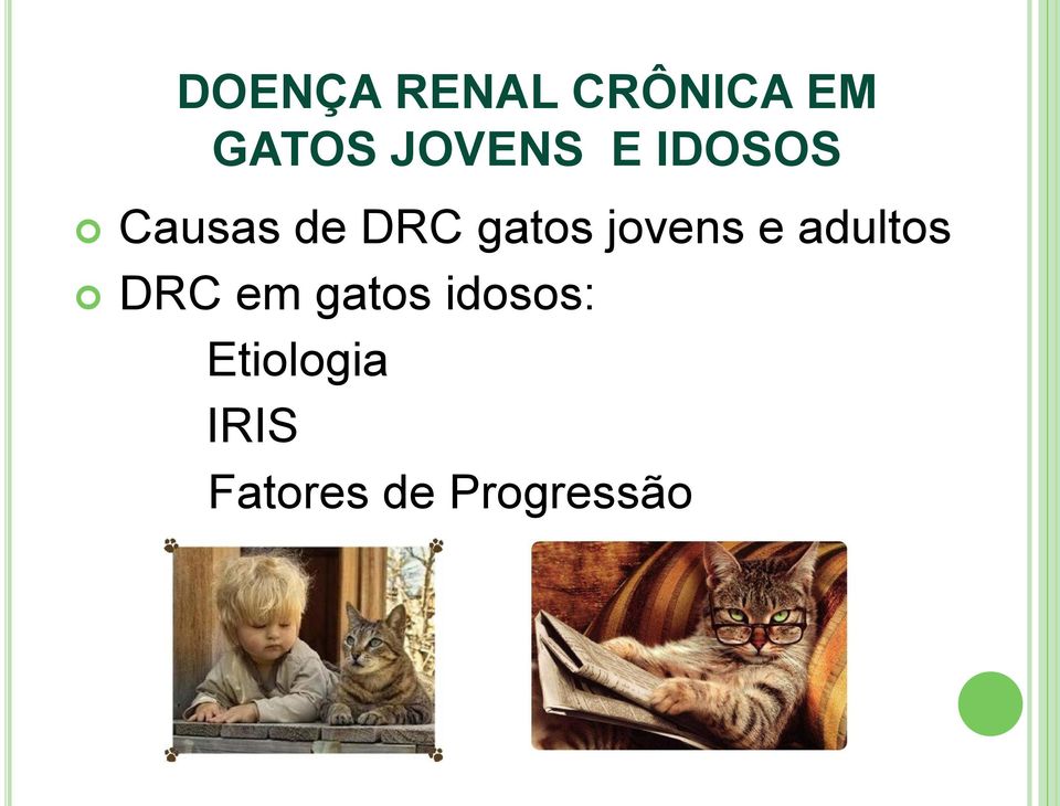 gatos jovens e adultos DRC em