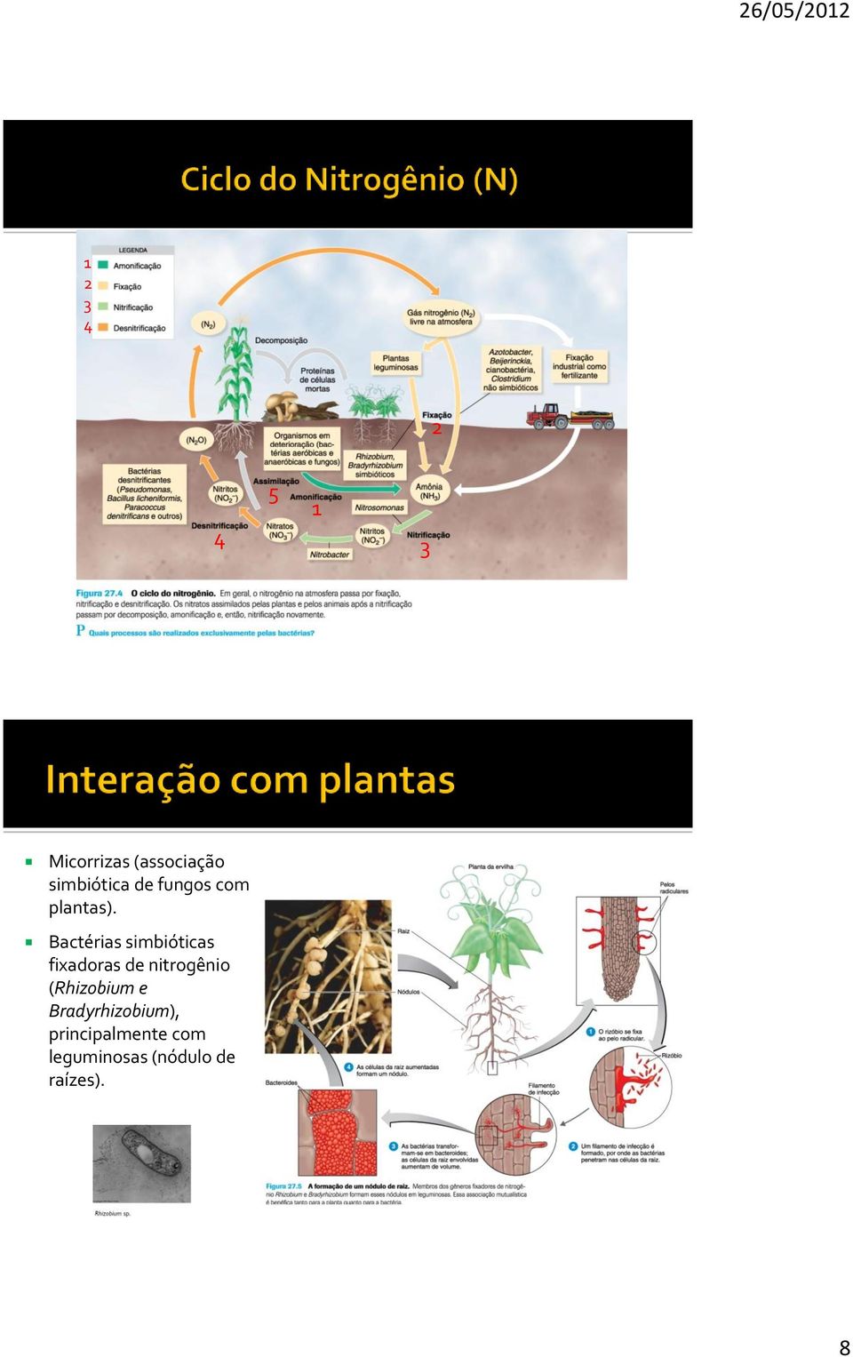 Bactérias simbióticas fixadoras de nitrogênio