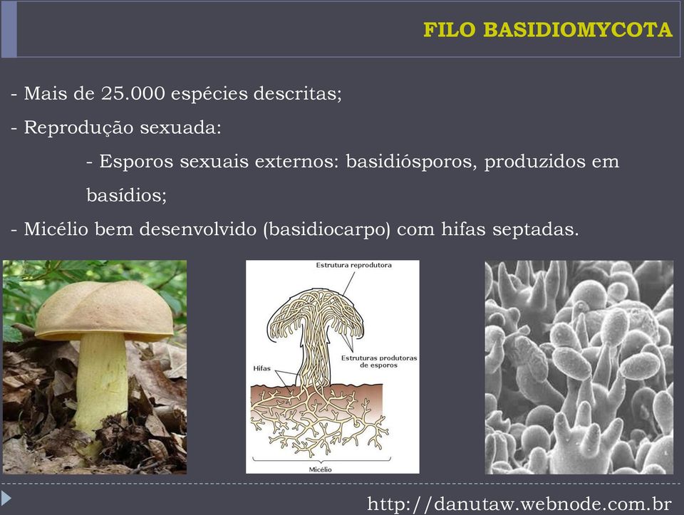 Esporos sexuais externos: basidiósporos, produzidos