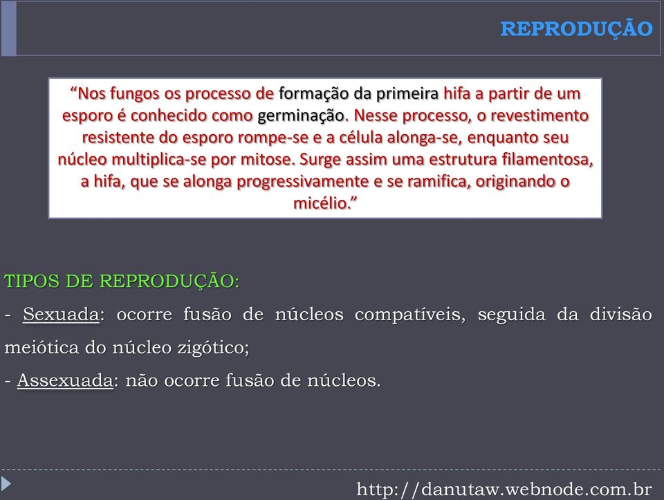 Surge assim uma estrutura filamentosa, a hifa, que se alonga progressivamente e se ramifica, originando o micélio.