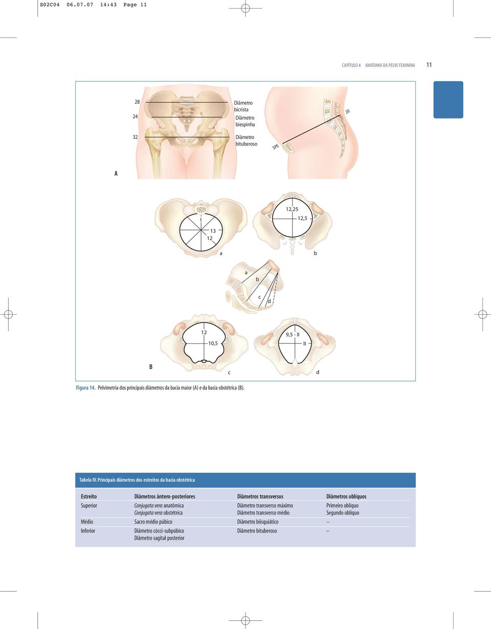 II 10,5 II B c d Figura 14. Pelvimetria dos principais diâmetros da bacia maior (A) e da bacia obstétrica (B). Tabela IV.