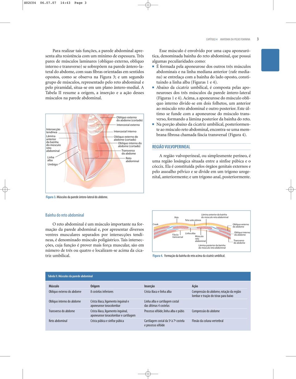 Figura 3; e um segundo grupo de músculos, representado pelo reto abdominal e pelo piramidal, situa-se em um plano ântero-medial.