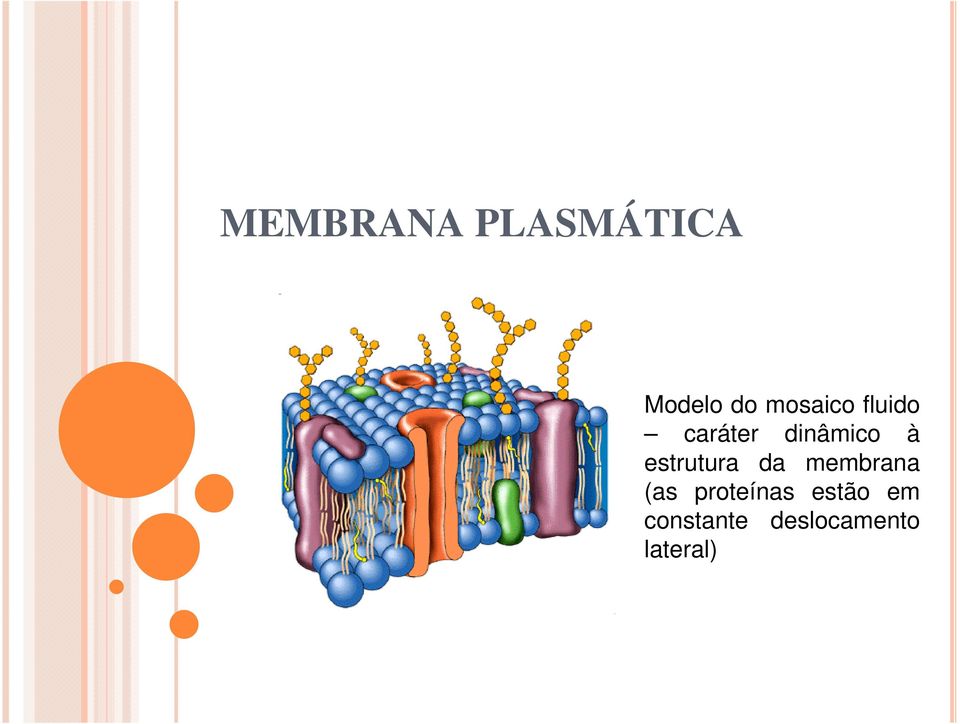 estrutura da membrana (as