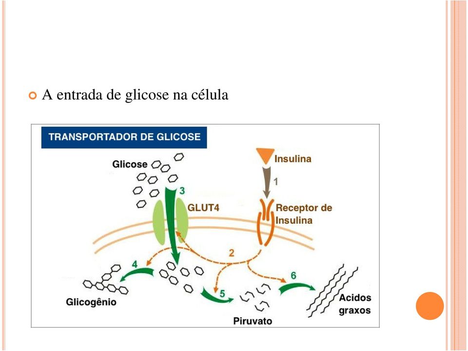glicose