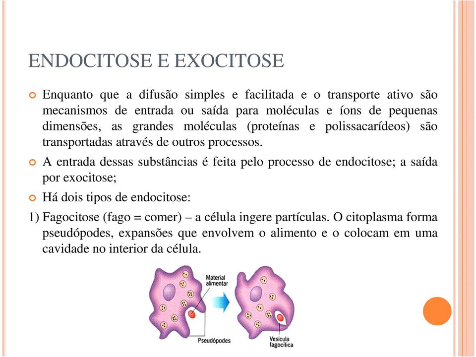 A entrada dessas substâncias é feita pelo processo de endocitose; a saída por exocitose; Há dois tipos de endocitose: 1) Fagocitose (fago =