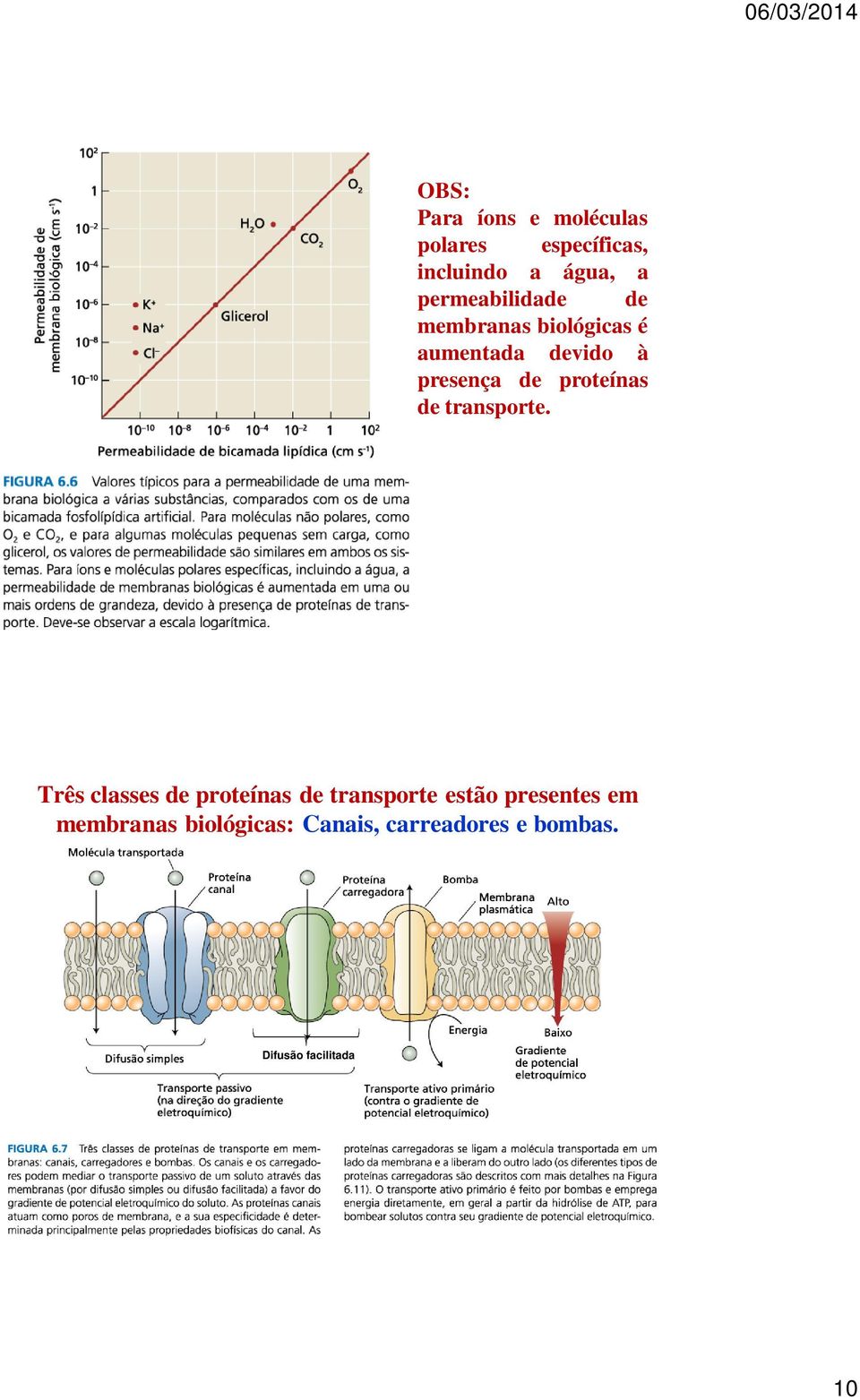 proteínas de transporte.