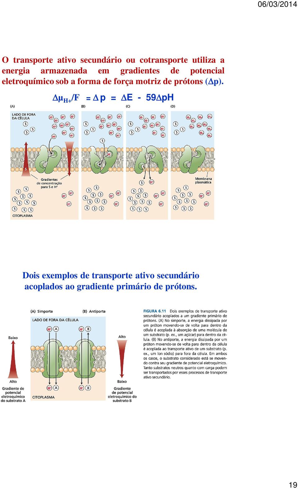 motriz de prótons ( p).