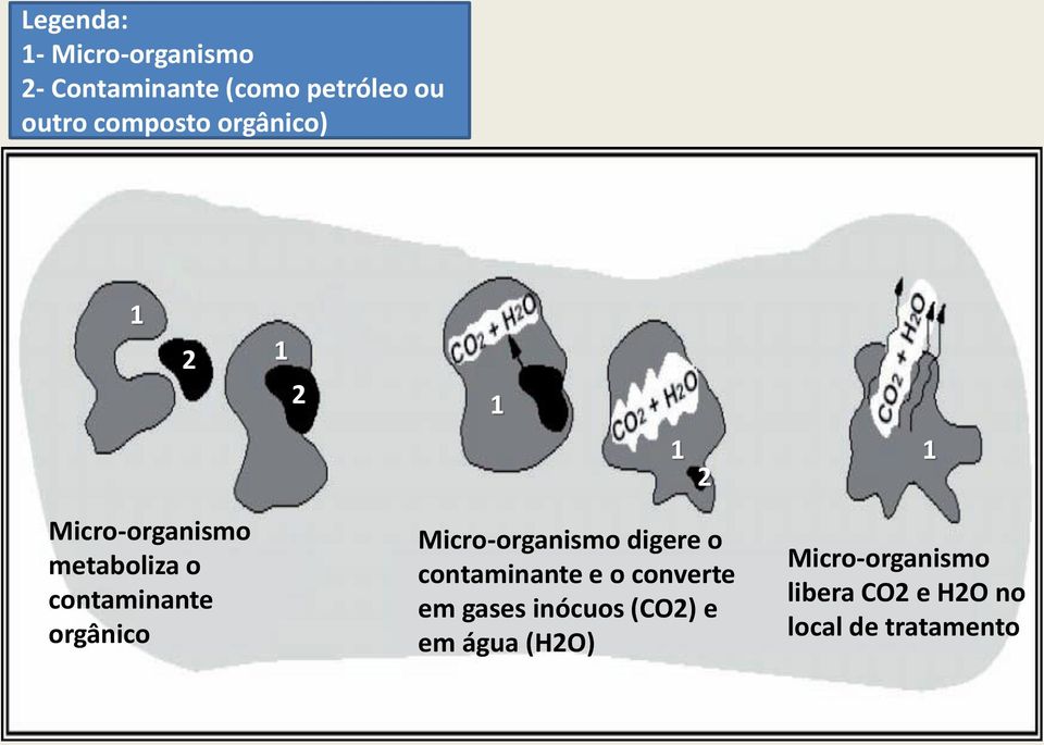 contaminante orgânico Micro-organismo digere o contaminante e o converte