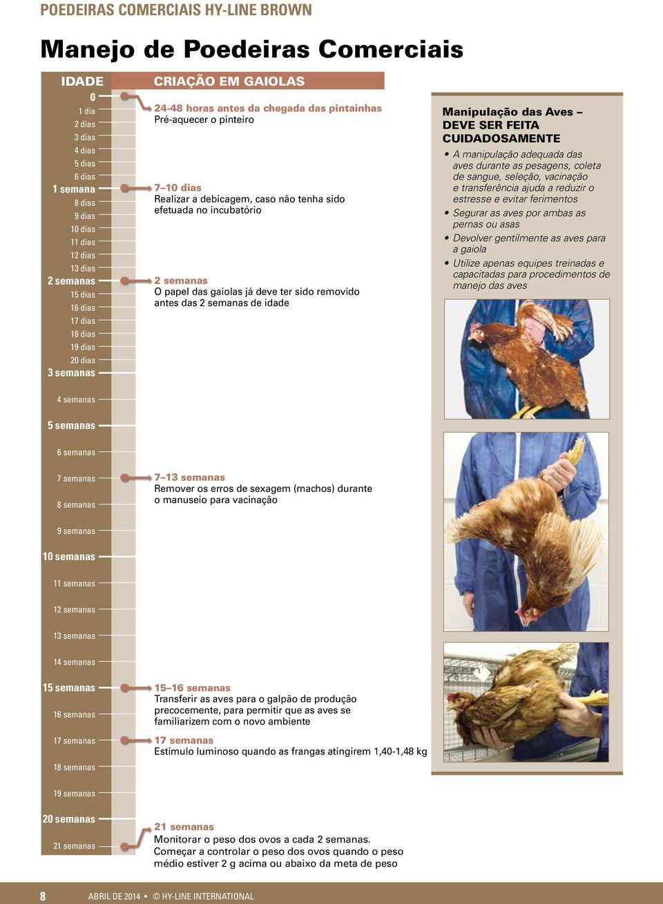 já deve ter sido removido antes das 2 semanas de idade Manipulação das Aves DEVE SER FEITA CUIDADOSAMENTE A manipulação adequada das aves durante as pesagens, coleta de sangue, seleção, vacinação e