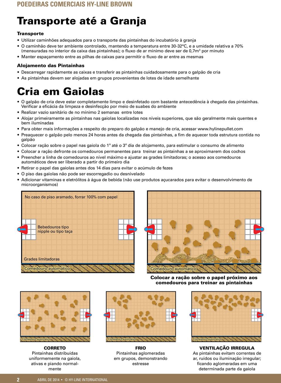 ar entre as mesmas Alojamento das Pintainhas Descarregar rapidamente as caixas e transferir as pintainhas cuidadosamente para o galpão de cria As pintainhas devem ser alojadas em grupos provenientes