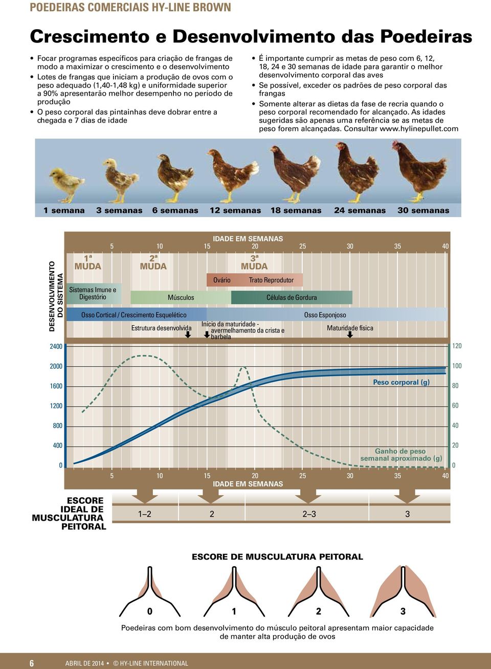 importante cumprir as metas de peso com 6, 12, 18, 24 e 30 semanas de idade para garantir o melhor desenvolvimento corporal das aves Se possível, exceder os padrões de peso corporal das frangas