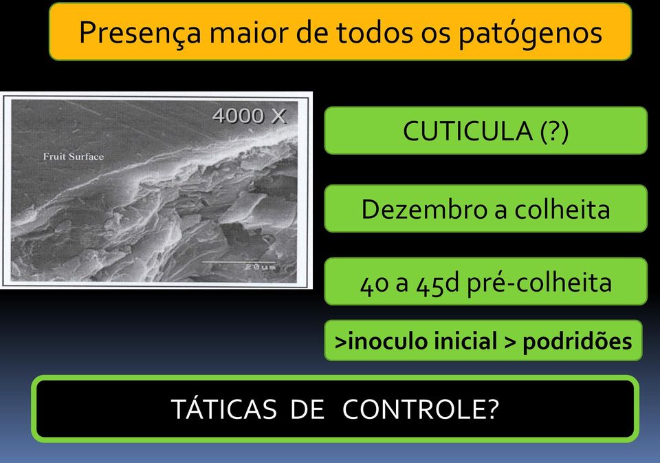 ) Dezembro a colheita 40 a 45d