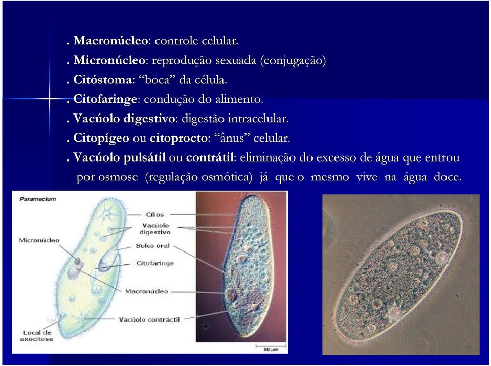 . Vacúolo digestivo: : digestão intracelular.. Citopígeo ou citoprocto: ânus celular.