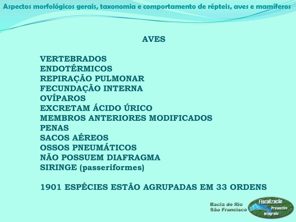 MODIFICADOS PENAS SACOS AÉREOS OSSOS PNEUMÁTICOS NÃO POSSUEM