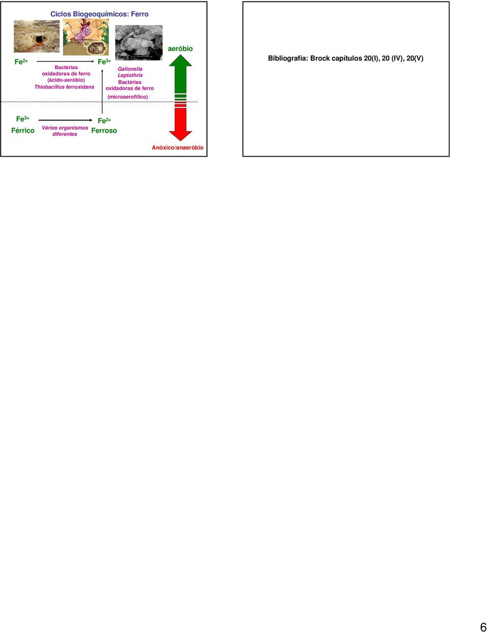 oxidadoras de ferro (microaerofílico) aeróbio Bibliografia: Brock capítulos