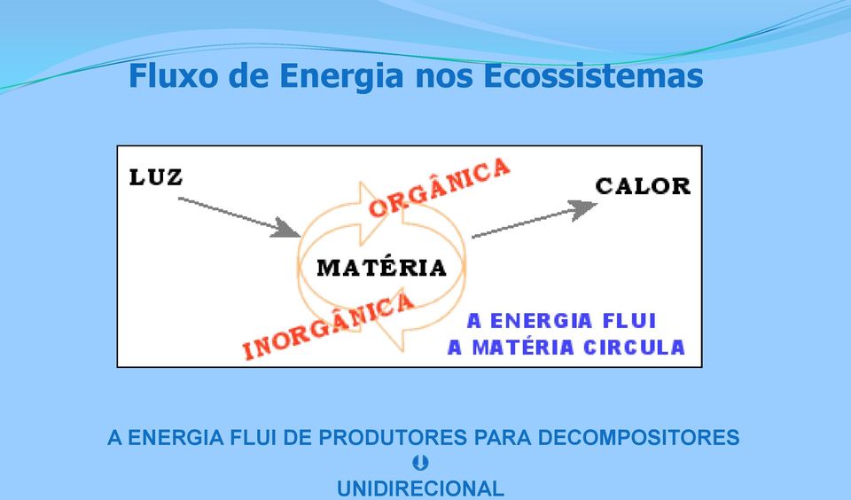 FLUI DE PRODUTORES PARA