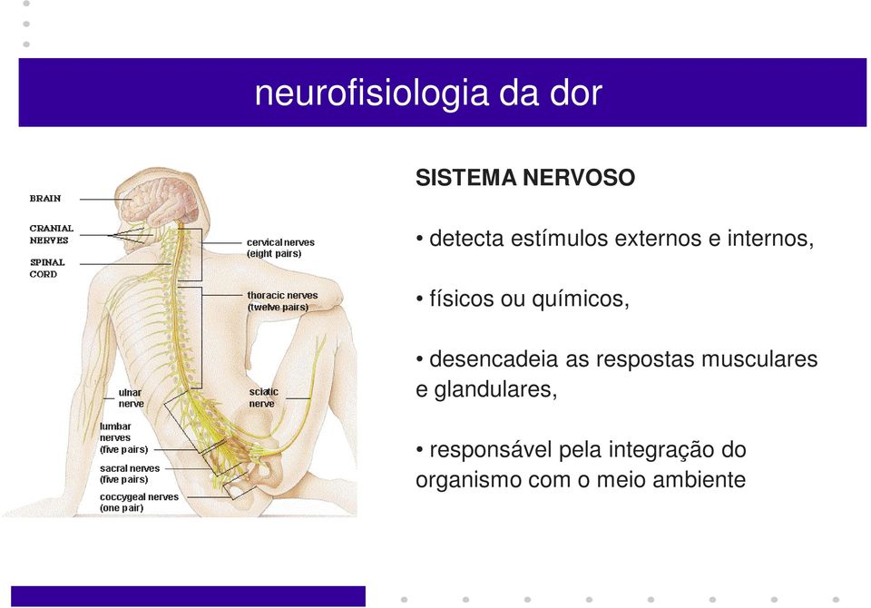 desencadeia as respostas musculares e glandulares,