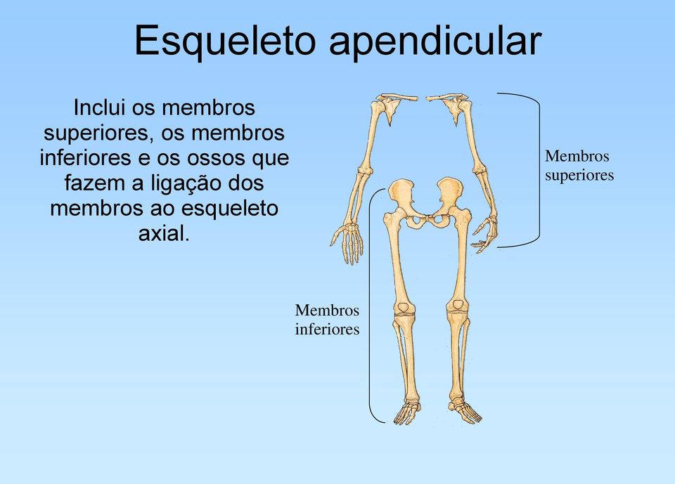 ossos que fazem a ligação dos membros ao