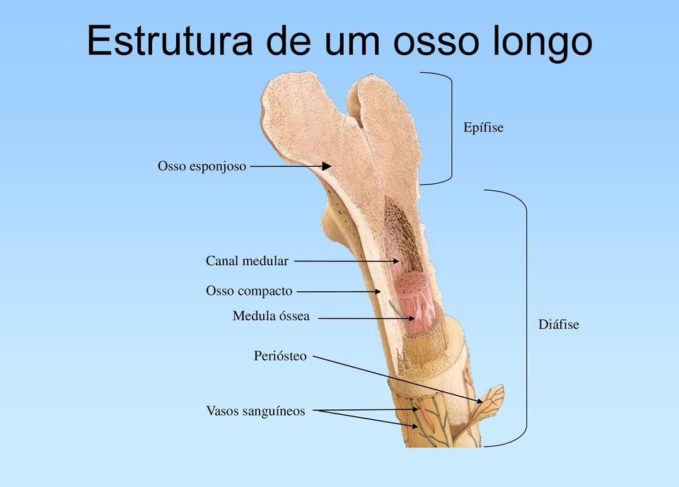 Osso compacto Medula óssea