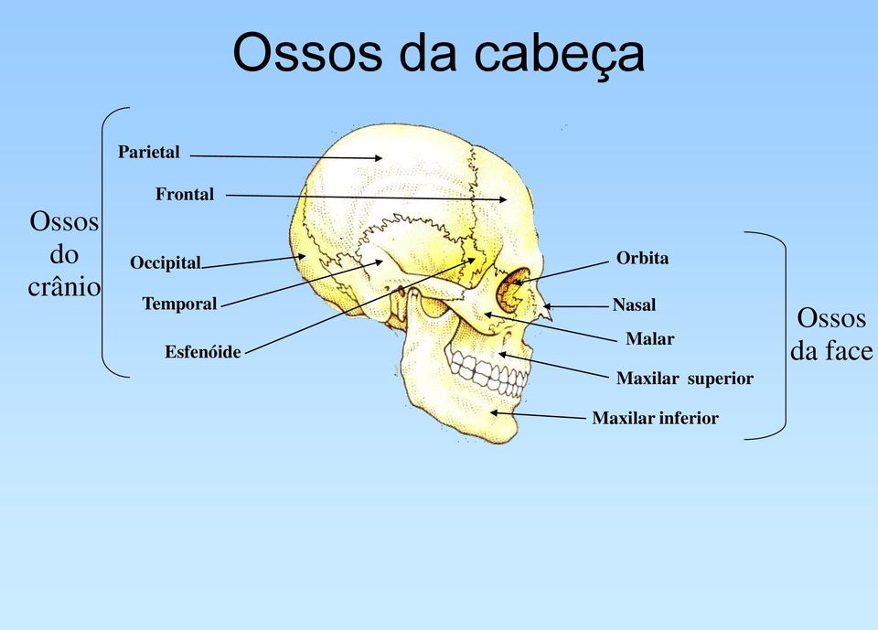 Esfenóide Orbita Nasal Malar