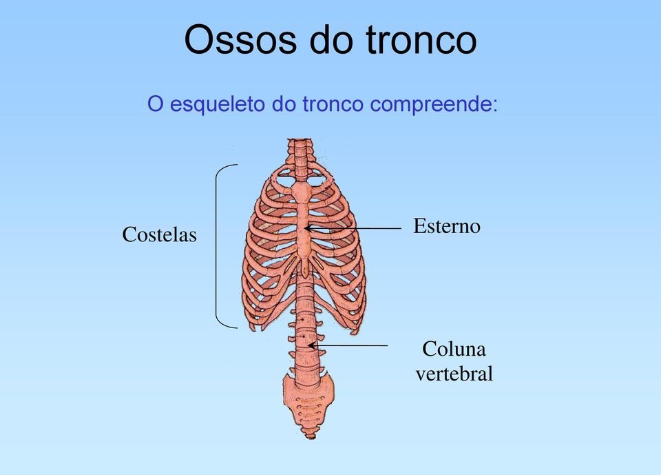 compreende: Costelas