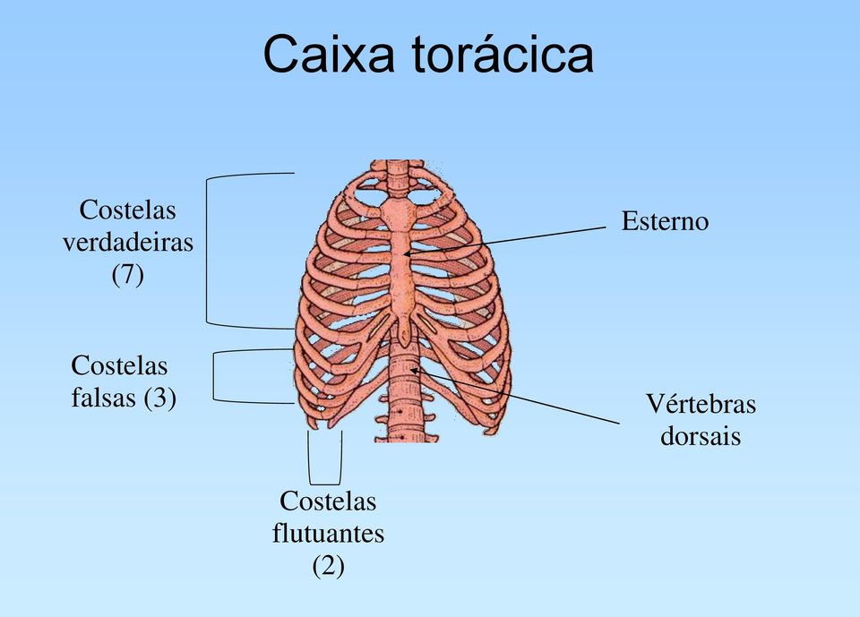 Costelas falsas (3)