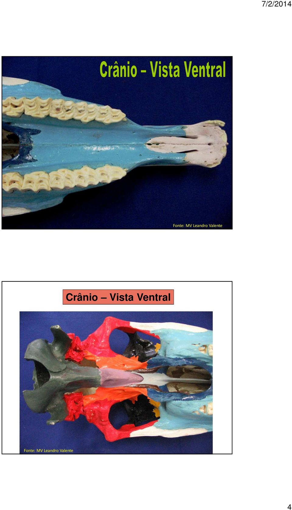 Vista Ventral 