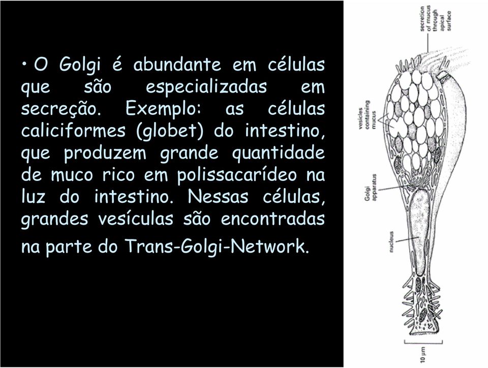 grande quantidade de muco rico em polissacarídeo na luz do intestino.