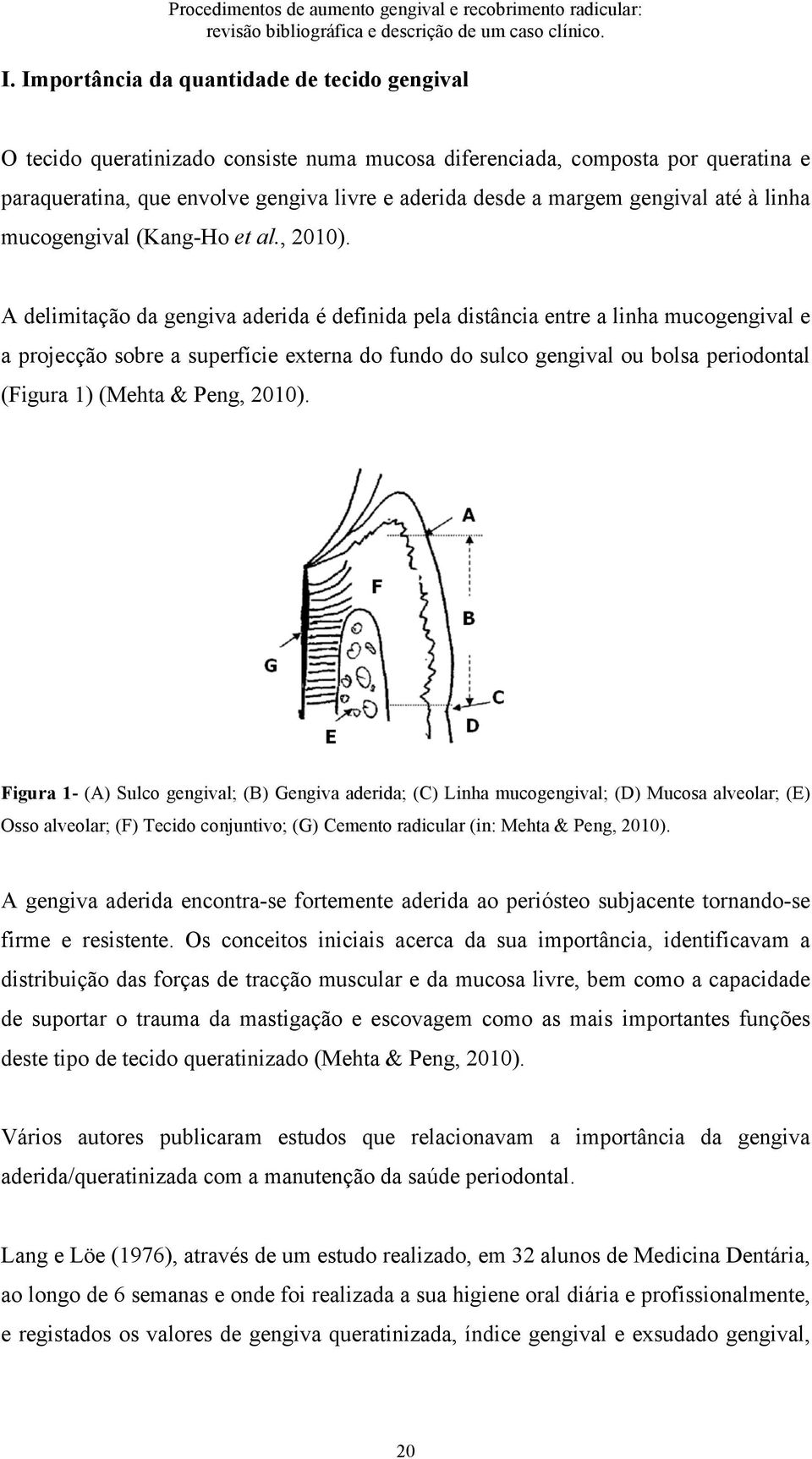 A delimitação da gengiva aderida é definida pela distância entre a linha mucogengival e a projecção sobre a superfície externa do fundo do sulco gengival ou bolsa periodontal (Figura 1) (Mehta &
