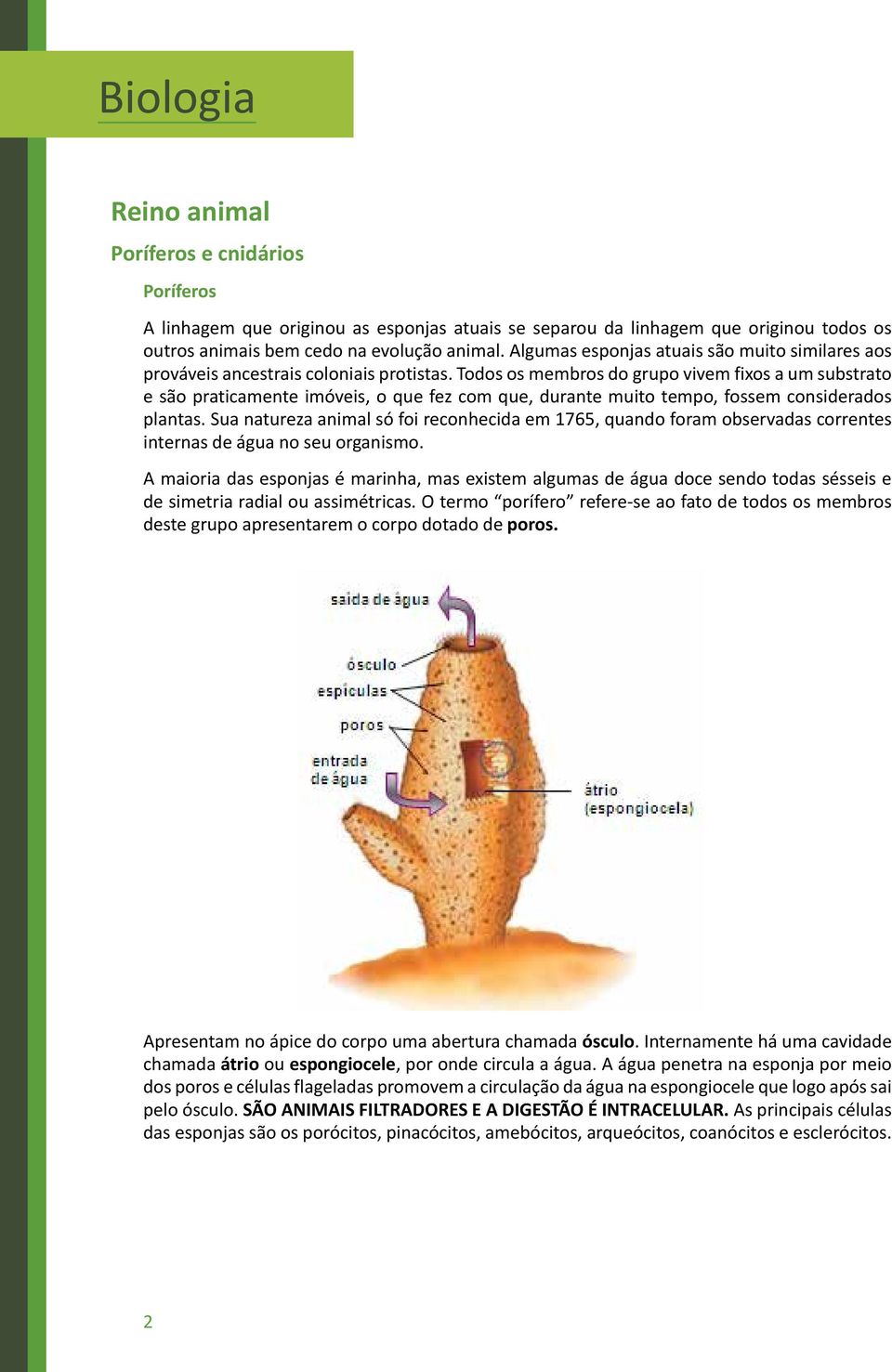 Todos os membros do grupo vivem fixos a um substrato e são praticamente imóveis, o que fez com que, durante muito tempo, fossem considerados plantas.