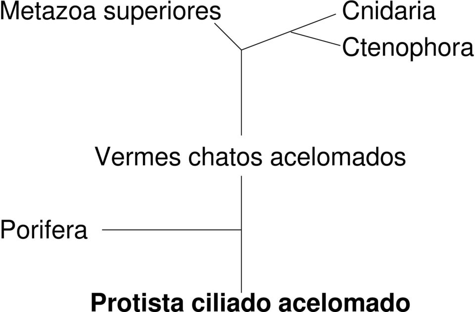 Vermes chatos acelomados