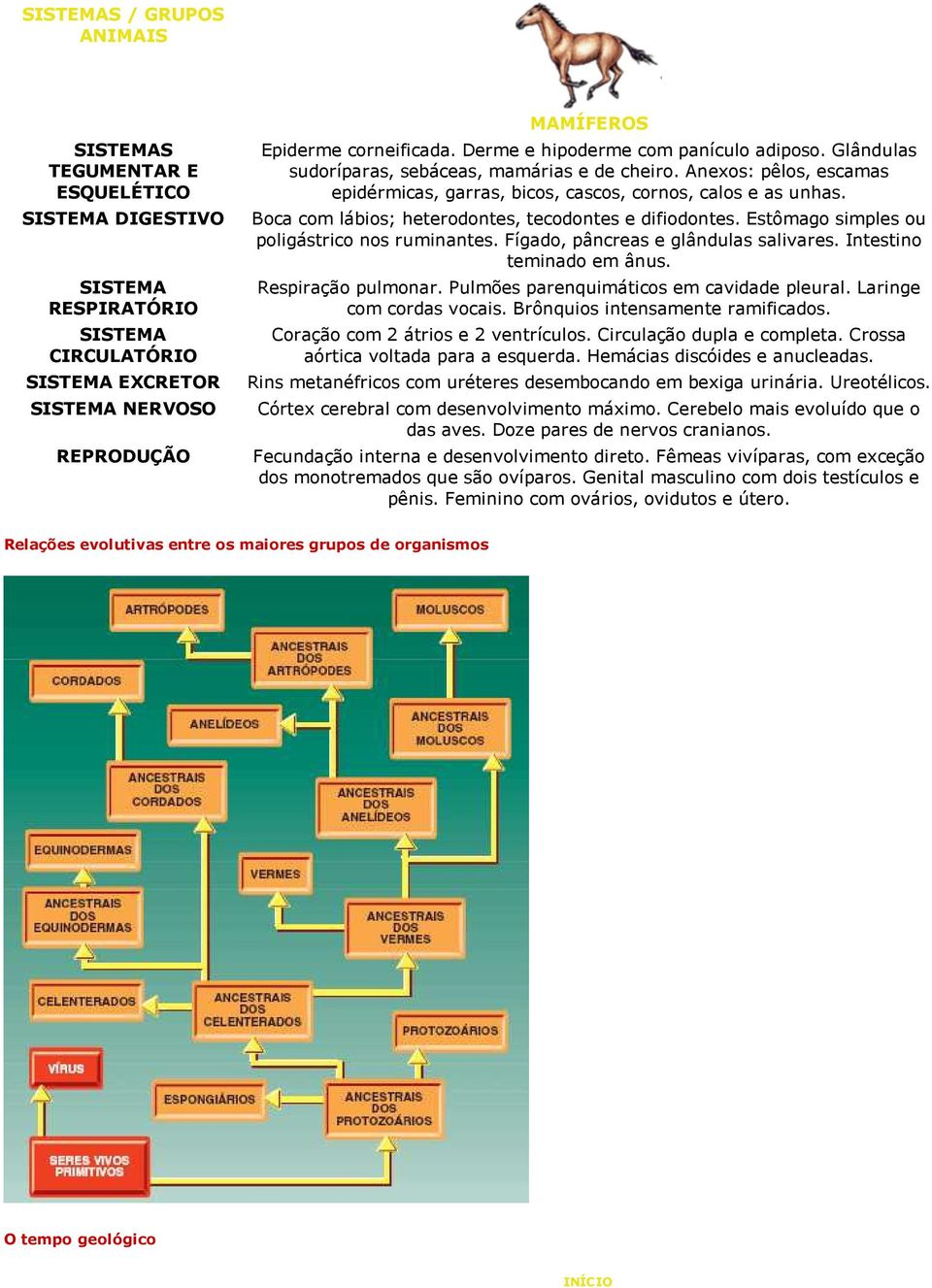 Fígado, pâncreas e glândulas salivares. Intestino teminado em ânus. Respiração pulmonar. Pulmões parenquimáticos em cavidade pleural. Laringe com cordas vocais. Brônquios intensamente ramificados.