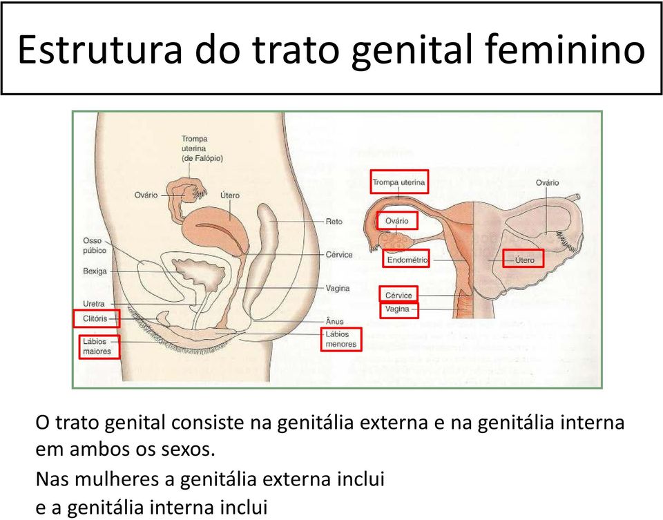 genitália interna em ambos os sexos.