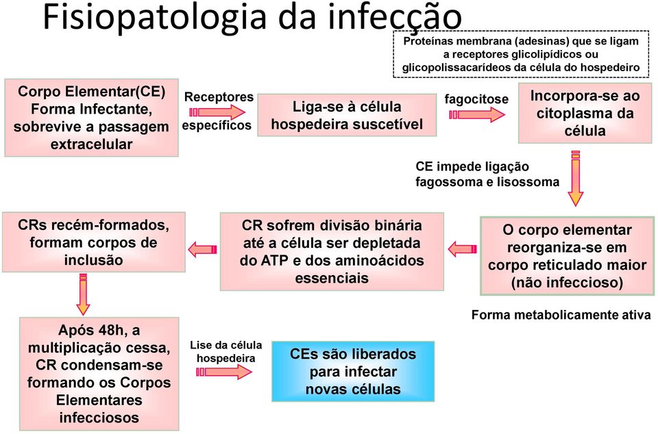 recém-formados, formam corpos de inclusão CR sofrem divisão binária até a célula ser depletada do ATP e dos aminoácidos essenciais O corpo elementar reorganiza-se em corpo reticulado maior