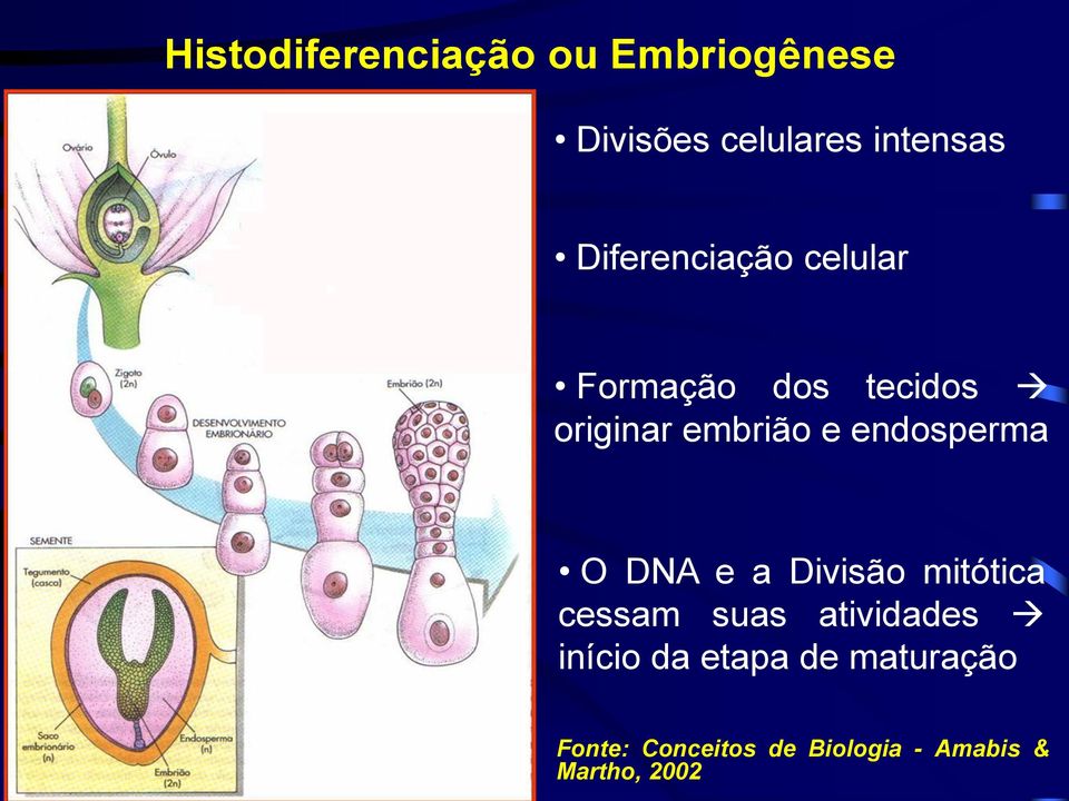 endosperma O DNA e a Divisão mitótica cessam suas atividades