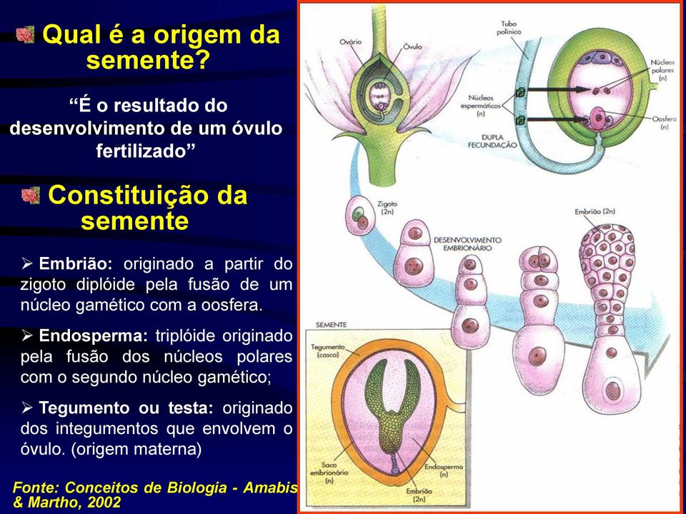 do zigoto diplóide pela fusão de um núcleo gamético com a oosfera.