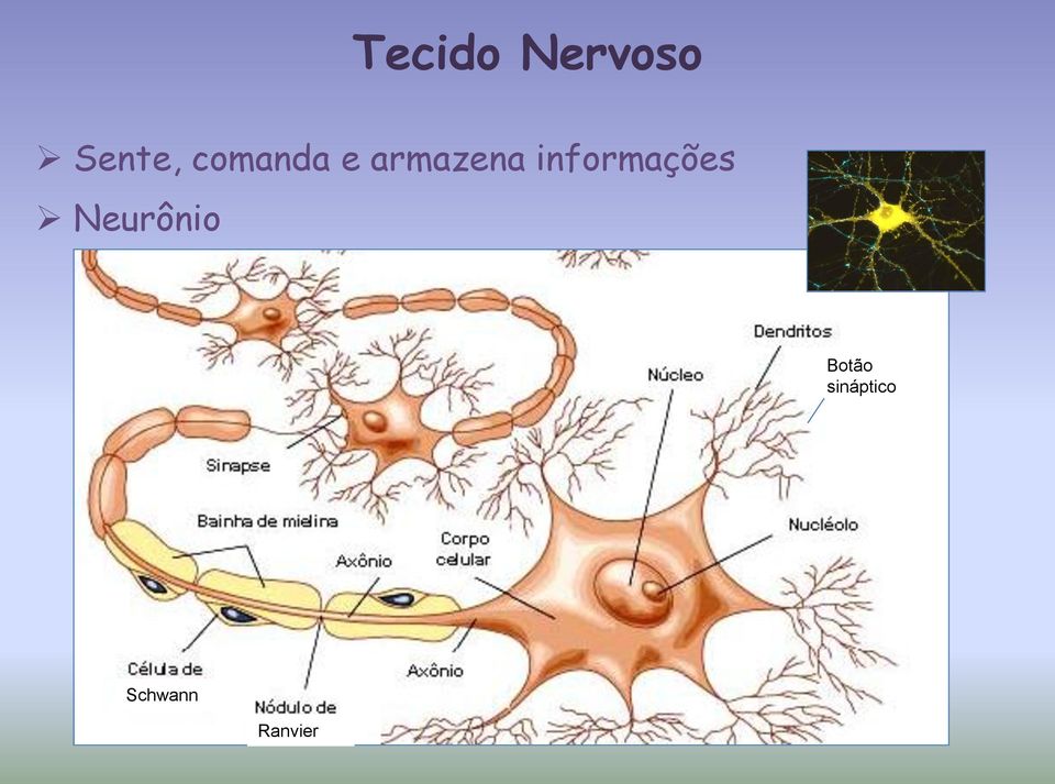 informações Neurônio