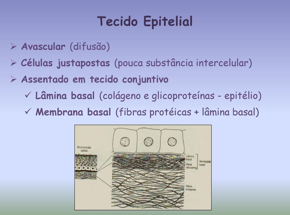 em tecido conjuntivo Lâmina basal (colágeno e