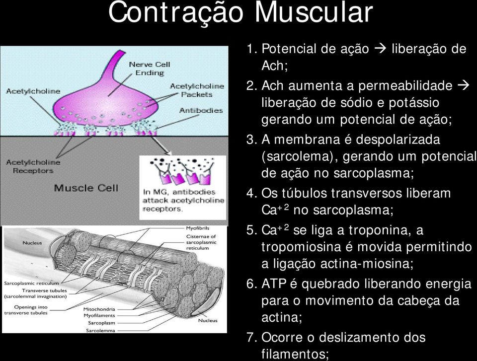 A membrana é despolarizada (sarcolema), gerando um potencial de ação no sarcoplasma; 4.