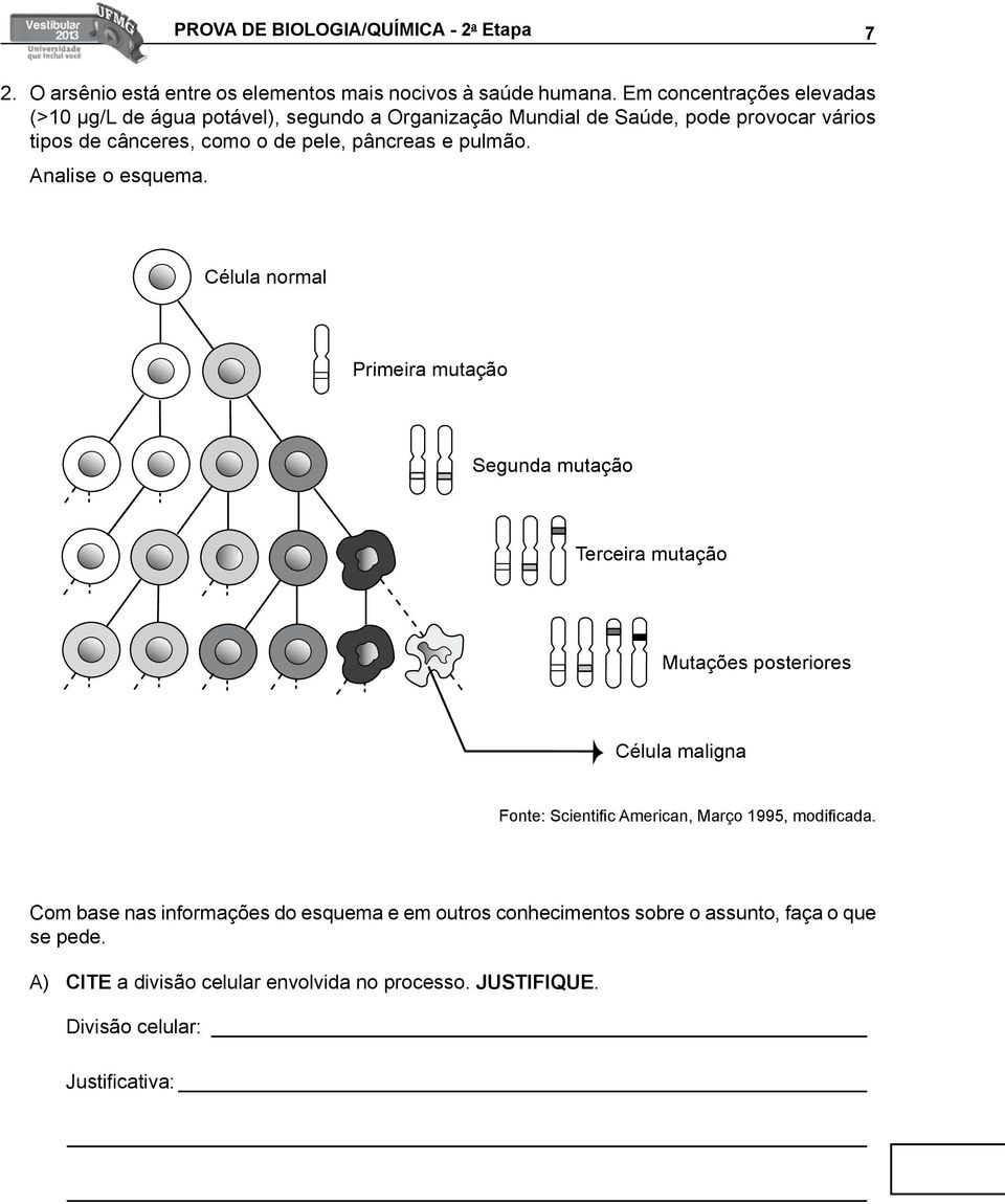 e pulmão. Analise o esquema.