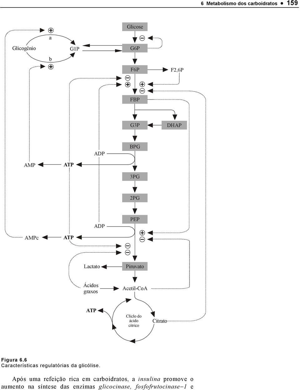 cítrico itrato Figura 6.6 aracterísticas regulatórias da glicólise.