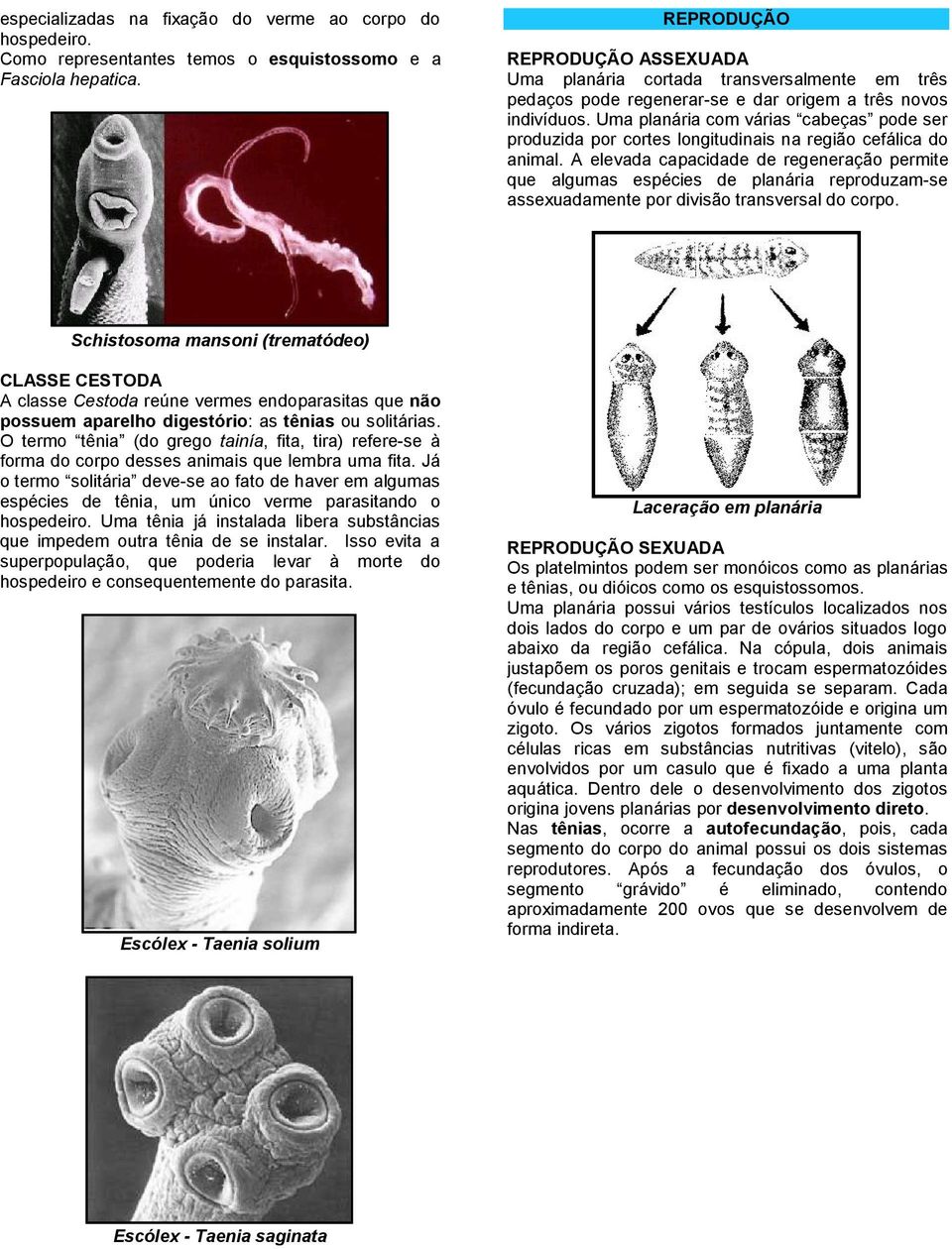 Uma planária com várias cabeças pode ser produzida por cortes longitudinais na região cefálica do animal.