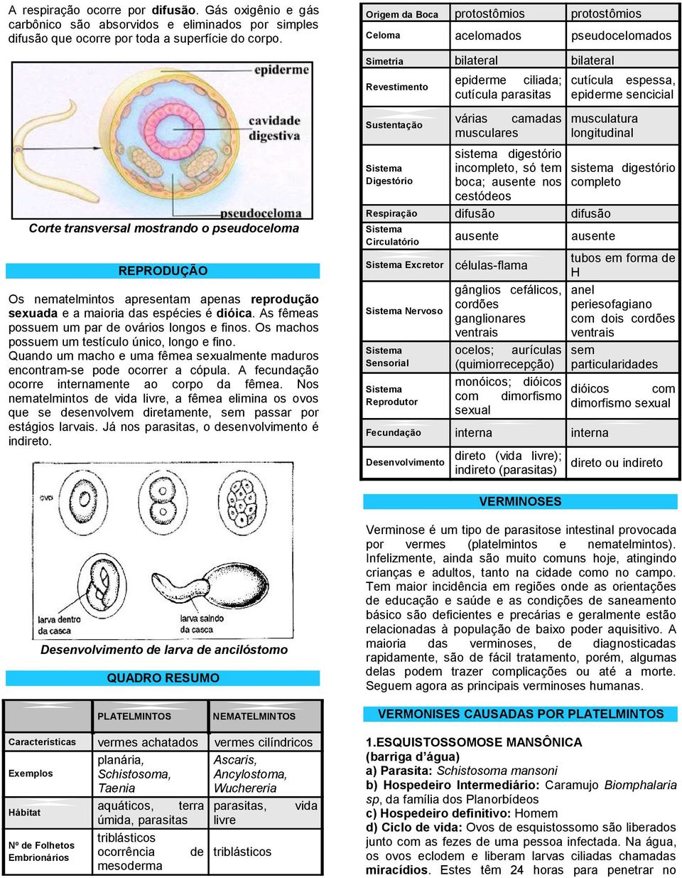 Os machos possuem um testículo único, longo e fino. Quando um macho e uma fêmea sexualmente maduros encontram-se pode ocorrer a cópula. A fecundação ocorre internamente ao corpo da fêmea.