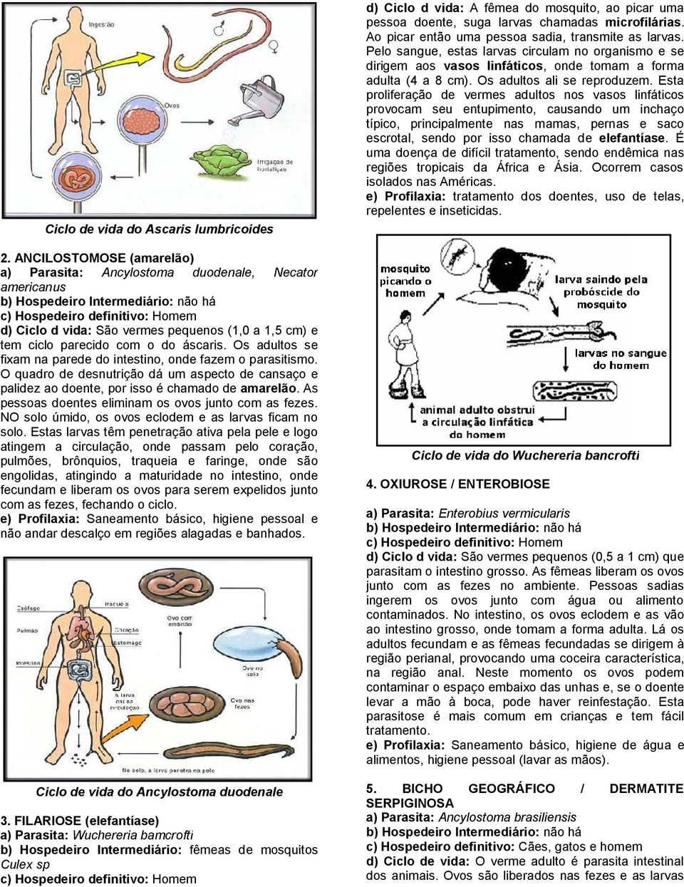 áscaris. Os adultos se fixam na parede do intestino, onde fazem o parasitismo. O quadro de desnutrição dá um aspecto de cansaço e palidez ao doente, por isso é chamado de amarelão.