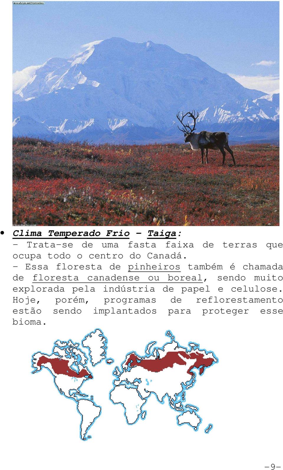 - Essa floresta de pinheiros também é chamada de floresta canadense ou boreal,