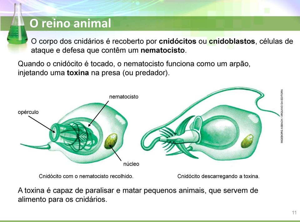 Quando o cnidócito é tocado, o nematocisto funciona como um arpão, injetando uma toxina na presa (ou predador).