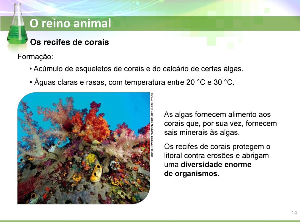 As algas fornecem alimento aos corais que, por sua vez, fornecem sais minerais às algas.