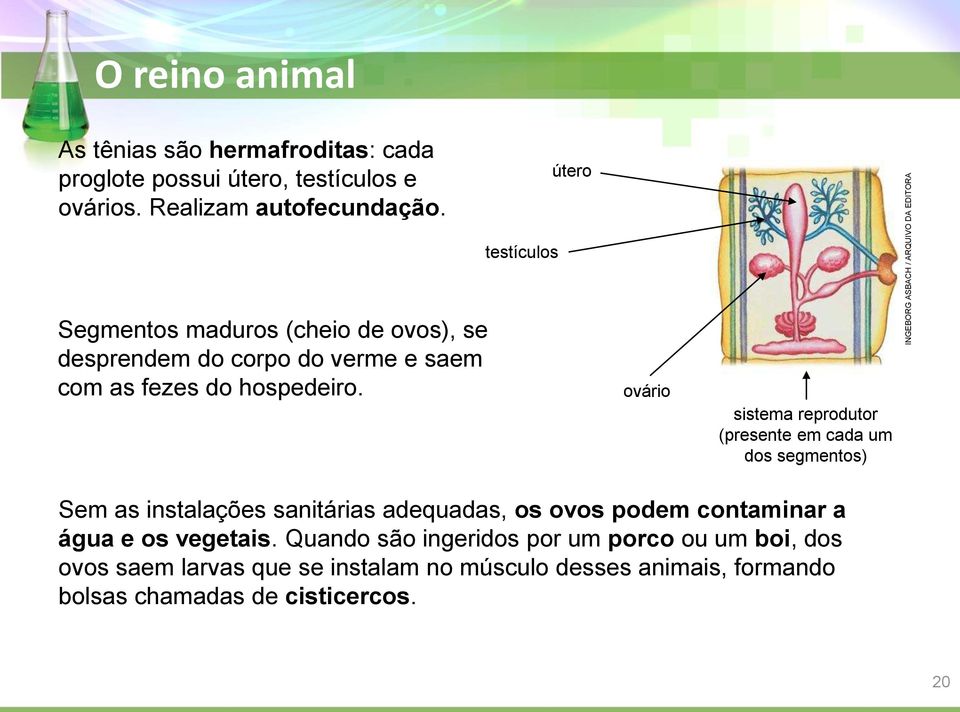 ovário sistema reprodutor (presente em cada um dos segmentos) Sem as instalações sanitárias adequadas, os ovos podem contaminar a água e os