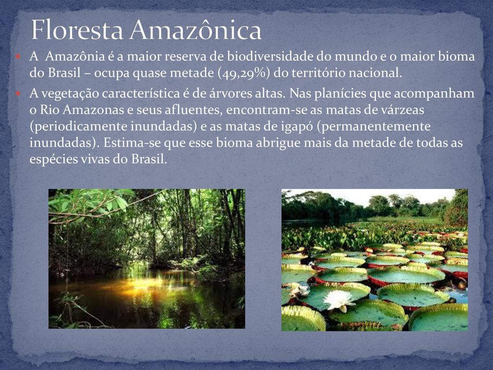 Nas planícies que acompanham o Rio Amazonas e seus afluentes, encontram-se as matas de várzeas